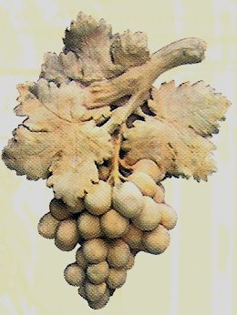 F605 Grapes (large) 17x13 in..jpg