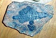 M052a Fish Fossil 5 x 3.5 x1.5 in. Deep.JPG