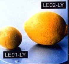 Y5065 Lemons.JPG